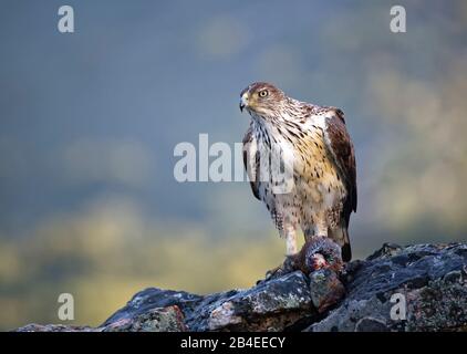 L'aquila di Bonelli (Aquila fasciata) con corno rosso, Estremadura, Spagna Foto Stock