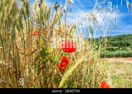 Agricoltura, campo di mais, avena, orzo, thistles, papavero rosso Foto Stock