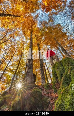 Faggio europeo (Fagus sillavatica), faggeta in autunno, fogliame colorato nella foresta di Cansiglio, Alpago, Belluno, Veneto, Italia Foto Stock