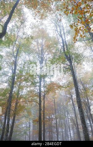 Faggio europeo (Fagus sillavatica) in autunno, fogliame colorato nella foresta di Cansiglio, Alpago, Belluno, Veneto, Italia Foto Stock