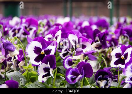 Primo piano di viola colorato viola viola viola viola fiore in giardino, primavera fiorito con un luogo per l'iscrizione Ith copyspace Foto Stock