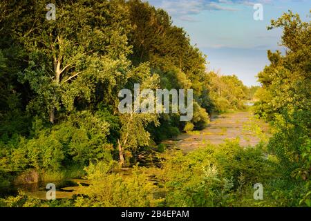 Vienna, Vienna, lago di bue del fiume Donau (Danubio) sull'isola Donauinsel, riserva naturale Toter Grund in 22. Donaustadt, Wien, Austria Foto Stock