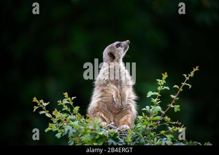 Meerkat (Suricata suricatta), captive, seduto sulla boccola, guardando fuori, Germania Foto Stock