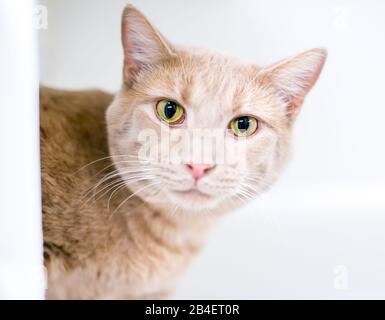 Un burff tabby nazionale shorthair gatto peeking intorno ad un angolo Foto Stock