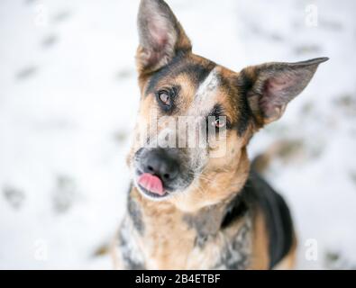Un pastore tedesco razza mista cane seduto all'aperto nella neve e leccare le sue labbra Foto Stock