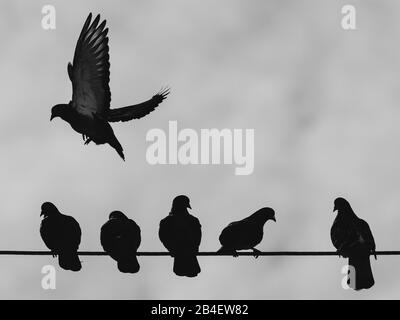 Piccioni su un filo, volare, ombre, B&W a Montreal, Canada Foto Stock