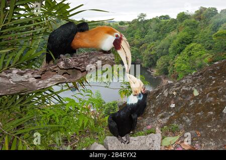 Hornbill papua, Rhyticeros plicatus, tufi, Oro, provincia di Papua Nuova Guinea Foto Stock