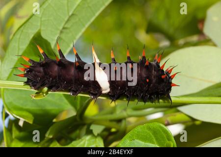 Caterpillar Regina Alexandras, Papilionidae Ornithoptera alexandrae, tufi, Oro, provincia di Papua Nuova Guinea Foto Stock