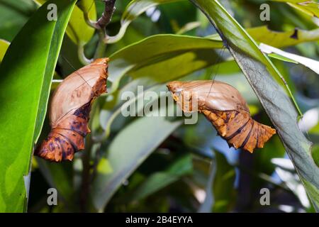 Larva di Regina Alexandras, Papilionidae Ornithoptera alexandrae, tufi, Oro, provincia di Papua Nuova Guinea Foto Stock