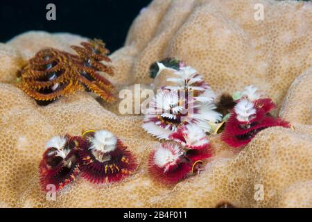 Christmas-Tree colorate-Worm, Spirobranchus giganteus, tufi, Salomone Mare, Papua Nuova Guinea Foto Stock