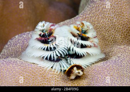 Christmas-Tree bianco-Worm, Spirobranchus giganteus, tufi, Salomone Mare, Papua Nuova Guinea Foto Stock