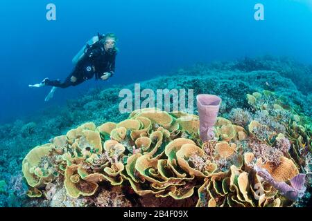 Il reef di corallo di lattuga, Turbinaria mesenterina, tufi, Salomone Mare, Papua Nuova Guinea Foto Stock