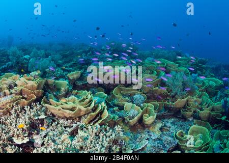 Il reef di corallo di lattuga, Turbinaria mesenterina, tufi, Salomone Mare, Papua Nuova Guinea Foto Stock