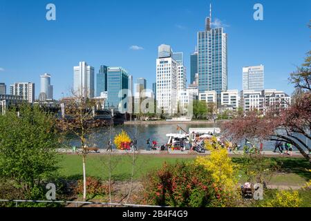 Germania, Assia, Francoforte, skyline di Francoforte, primavera sulle rive del Main. Foto Stock