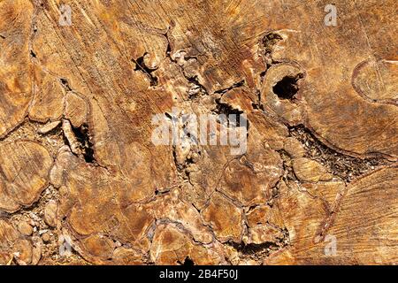 Germania, fetta di albero con struttura di legno impressionante. Foto Stock