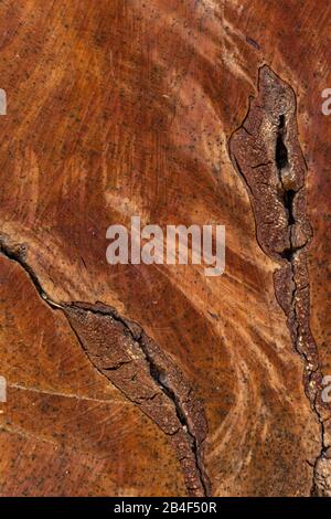 Germania, fetta di albero con struttura di legno impressionante. Foto Stock