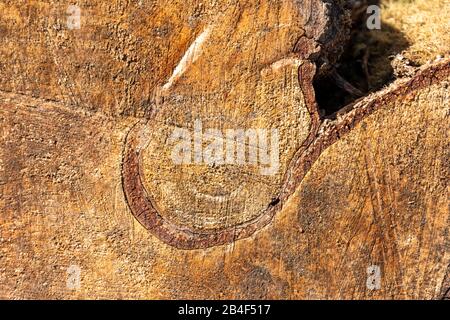 Germania, fetta di albero con struttura di legno impressionante. Foto Stock