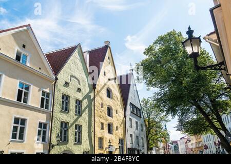 Estland, Tallinn, Città Vecchia, Lai, Kolm Venda (tre fratelli), case di commercio e di stoccaggio tardo gotico Foto Stock