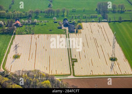 Foto aeree di campi di asparagi con piloni ad alta tensione a Friedrichsfeld presso la Mehrstrasse a Voerde, Ruhrgebiet, Renania settentrionale-Vestfalia, Germania Foto Stock