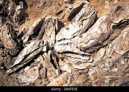 Conchiglie di ostriche fossili in arenaria, Grecia Foto Stock