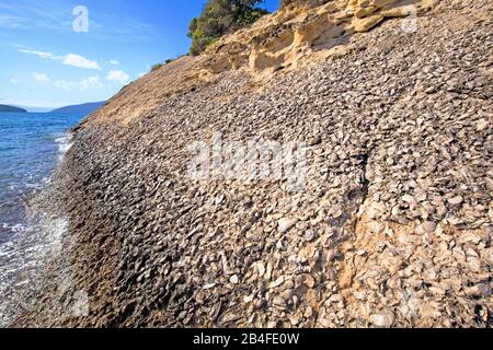 Conchiglie di ostriche fossili su una scogliera di arenaria sul Mar Ionio, Grecia Foto Stock