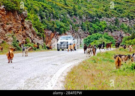 Mandria di capra su una strada di campagna sulle montagne del Peloponneso, Arcadia, Grecia Foto Stock