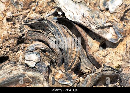 Conchiglie di ostriche fossili in arenaria, Grecia Foto Stock