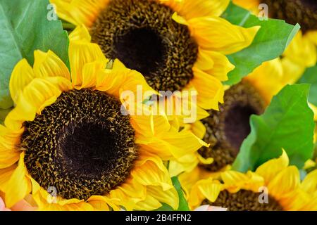Bouquet di succosa girasoli artificiali. Primo piano. Foto Stock