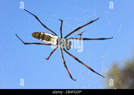 Ragno tessitore orb dorato con zampe rosse femmina - Nephila inaurata madagascariensis, riposante sul suo nido, cielo azzurro chiaro sfondo. Foto Stock