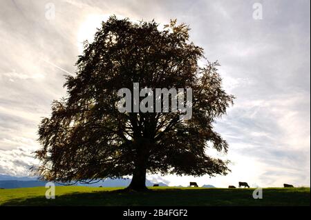 Faggio grande come un unico albero nella luce posteriore Foto Stock