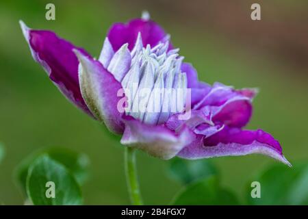 Clematis Piilu, primo piano Foto Stock