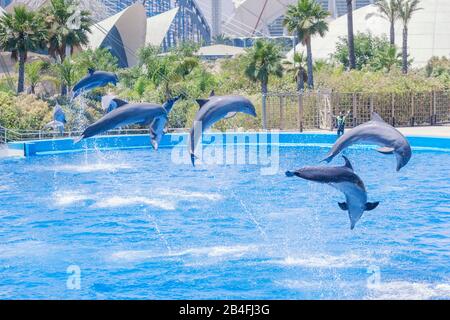 Spettacolo dei delfini, Oceanografico, Città delle Arti e delle Scienze, Valencia, Comunidad Autonoma de Valencia, Spagna Foto Stock