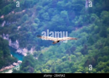 Grifone (Gpps fulvus) scivolando sopra la gola del Verdon, Alpi dell'alta Provenza, Provenza, Francia, Europa Foto Stock