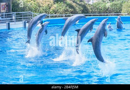 Spettacolo dei delfini, Oceanografico, Città delle Arti e delle Scienze, Valencia, Comunidad Autonoma de Valencia, Spagna Foto Stock