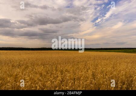 Tramonto su un cornfield Foto Stock