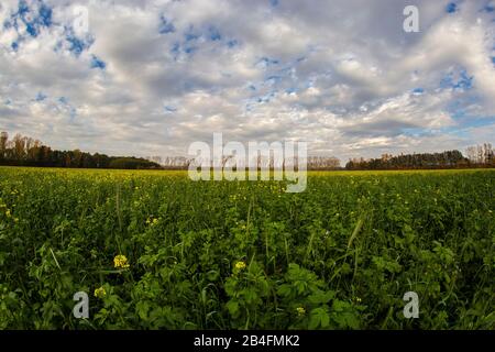 Zona agricola in un giorno nuvoloso in autunno Foto Stock