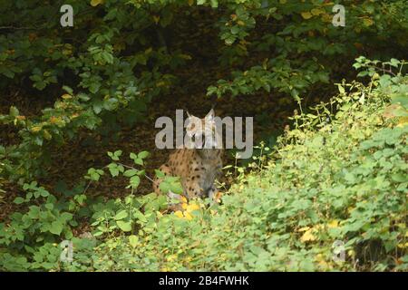 Eurasian Lynx, Lynx lynx, seduta, Foresta Bavarese, Baviera, Germania, Europa, Lynx lynx, lato Foto Stock