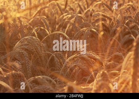 Campo di mais in luce calda e brillante durante la stagione di raccolta Foto Stock