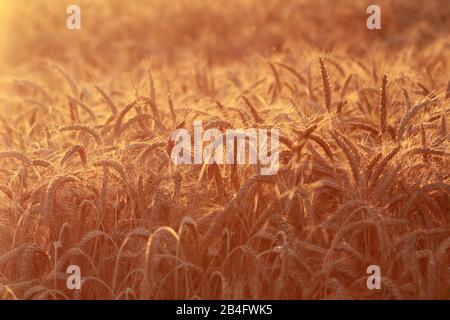 Campo di mais in luce calda e brillante durante la stagione di raccolta Foto Stock