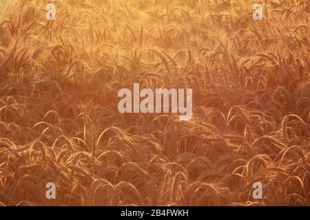 Campo di mais in luce calda e brillante durante la stagione di raccolta Foto Stock