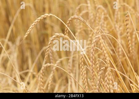 Campo secco di farro durante l'estate pronto per la raccolta Foto Stock