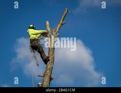 Arborista Lumberjack indossare corde e imbracatura trim alto albero di betulla contro cielo blu punteggiato di nuvole Foto Stock
