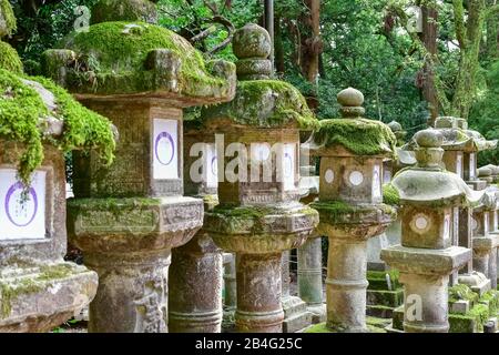 Lanterne di pietra al Santuario Kasuga-taisha, Nara, Honshu, Giappone Foto Stock