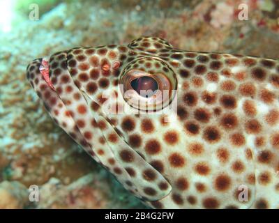 Zackenbarsch (Epinephelinus), Isole Brother, Rotes Meer, Aegypten / Ägypten Foto Stock