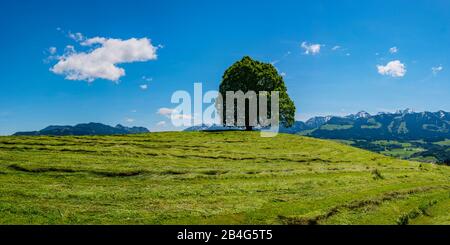 Pace Linden (Tilia) Sul Wittelsbacher Höhe, 881m, Illertal, Allgäu, Baviera, Germania, Europa Foto Stock