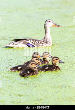 Una mallarda femmina sorveglia i pulcini, mentre nuotano in spesse alghe, su un lago nel Bushy Park, Londra Ovest Foto Stock