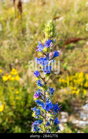 Estonia, Saaremaa, Penisola di Sõrve, costa di pietra, fiori selvatici, issop, hyssopus officinalis, ysop Foto Stock