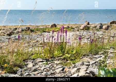 Estonia, Saaremaa, Penisola di Sõrve, costa di pietra, fiori selvatici, sangue saccheggife, Lythrum salicaria Foto Stock