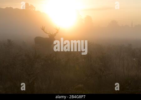 Un pugnale, da solo all'alba, a Bushy Park, Londra Ovest Foto Stock