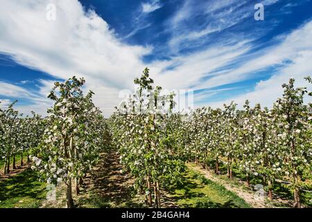 Germania, Bassa Sassonia, Altes Land, Jork, fiori di frutta, melo frutteto con alberi di mele in fiore Foto Stock